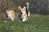 CORGI PEMBROKE 819